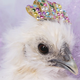 Illustration for article titled We never said you shouldn’t dress chickens up for Halloween, CDC clarifiesem/em